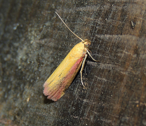 Oncocera semirubella Pyralidae